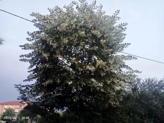 TOPLAMAYA EVET DALLARIN KIRILMASINA HAYIR...